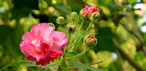 芙蓉盆栽|【家庭有菜】芙蓉種植的四個技巧，不怕你種不起來